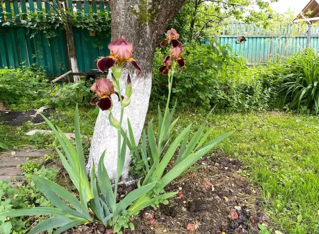 Участок в Московская область, Красногорск городской округ, с. ... - Фото 1