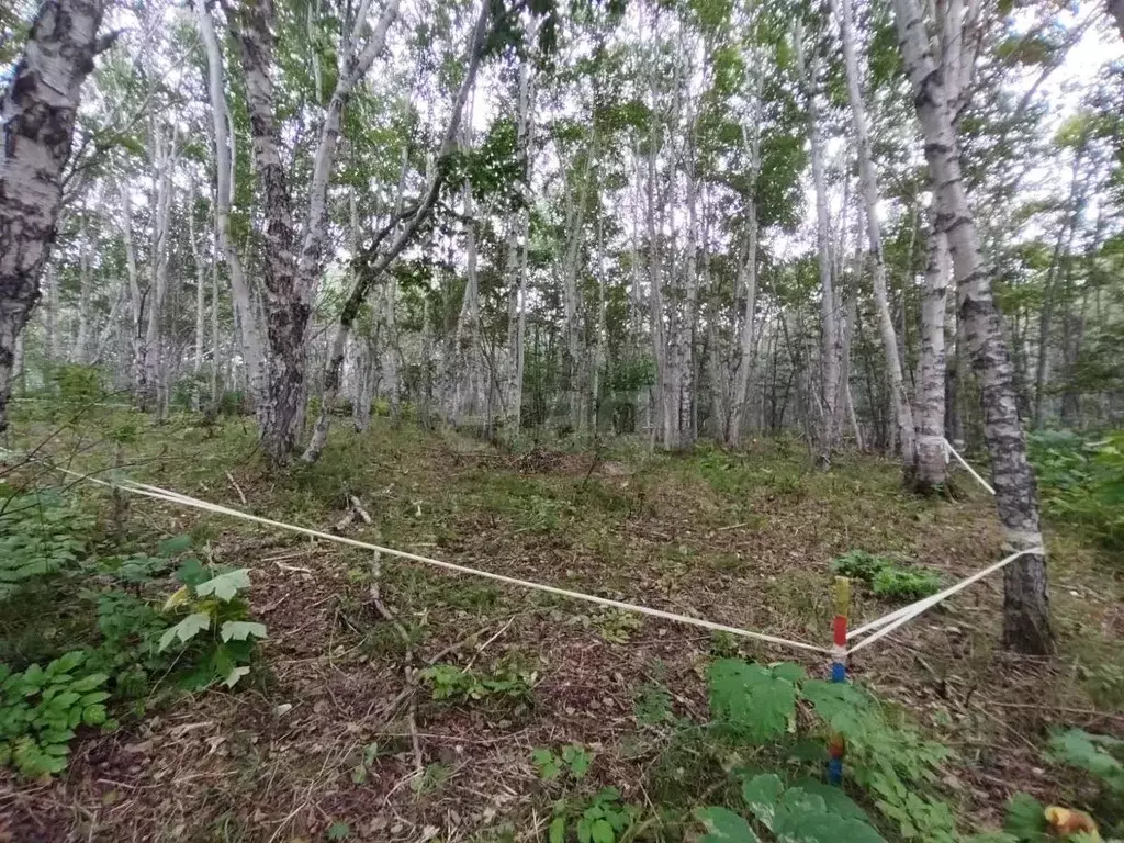 Участок в Камчатский край, Елизовский муниципальный округ, пос. ... - Фото 1