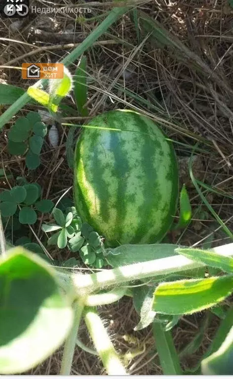 Участок в Севастополь, Фёдоровская улица, 155 (10 м) - Фото 1