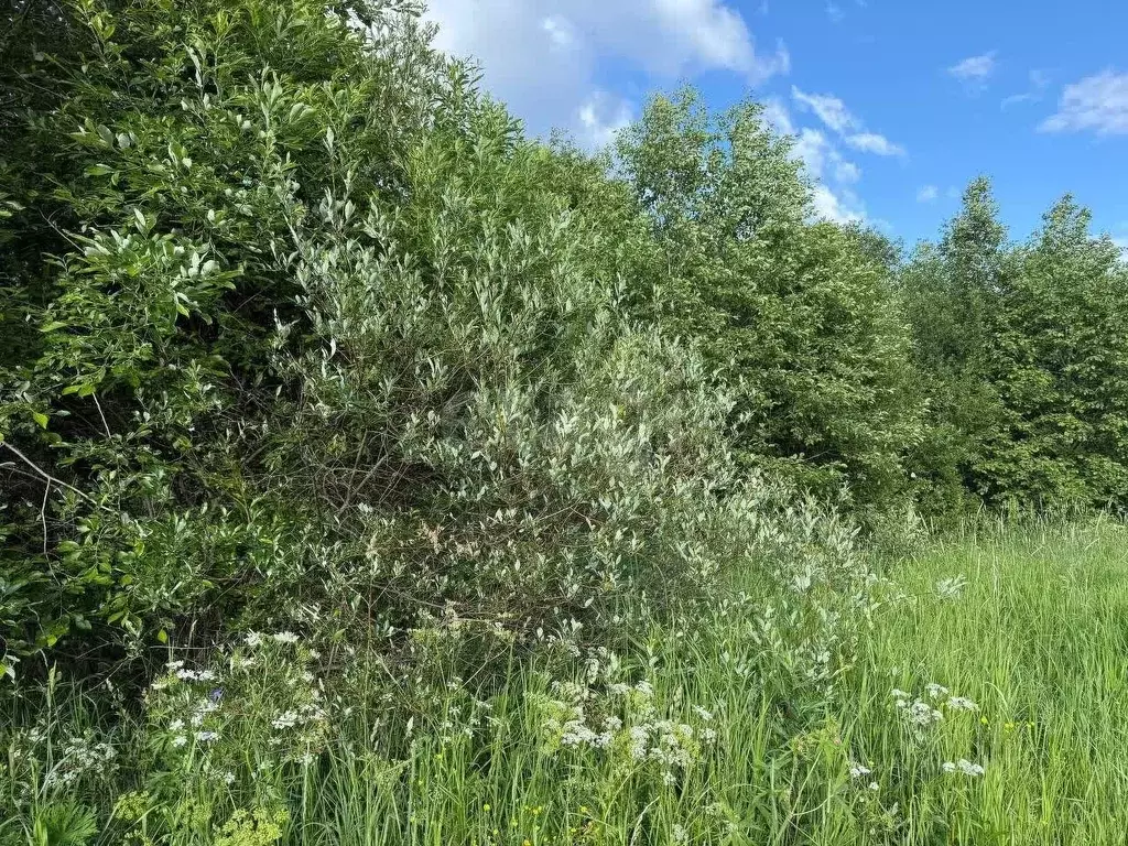 Участок в Вологодская область, Великоустюгский муниципальный округ, ... - Фото 1