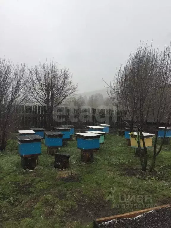 Участок в Алтай, Майминский район, с. Бирюля Совхозная ул., 14 (45.0 ... - Фото 1