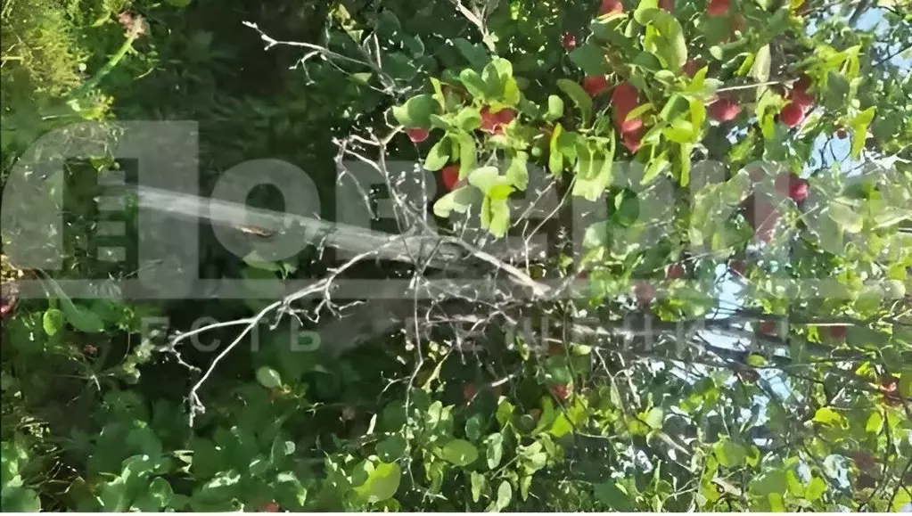 Участок в Омская область, Омск СОСН Омь-2 тер.,  (15.6 сот.) - Фото 2