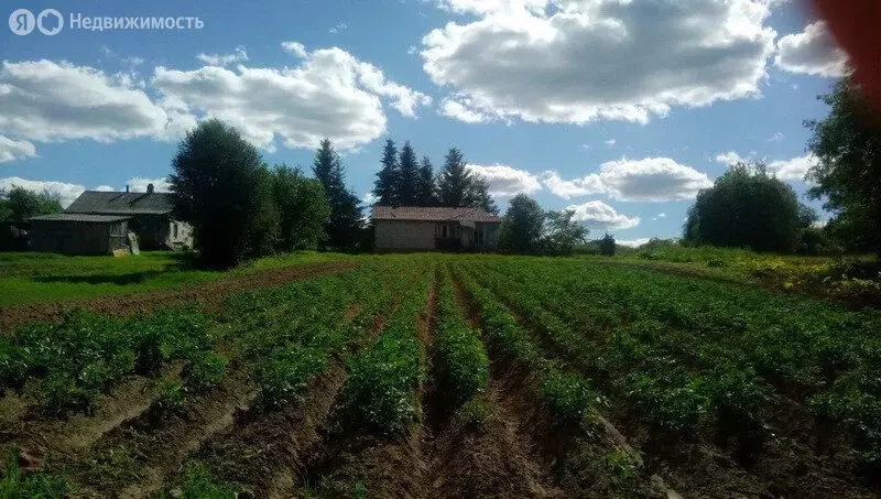 Участок в деревня Кошелевицы, Набережная улица, 21 (50 м) - Фото 2