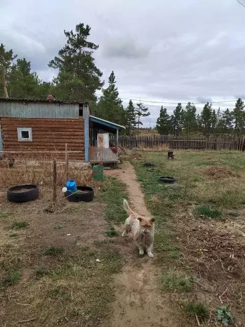 Дом в Бурятия, Тарбагатайский район, Заводское с/пос, пос. ... - Фото 1