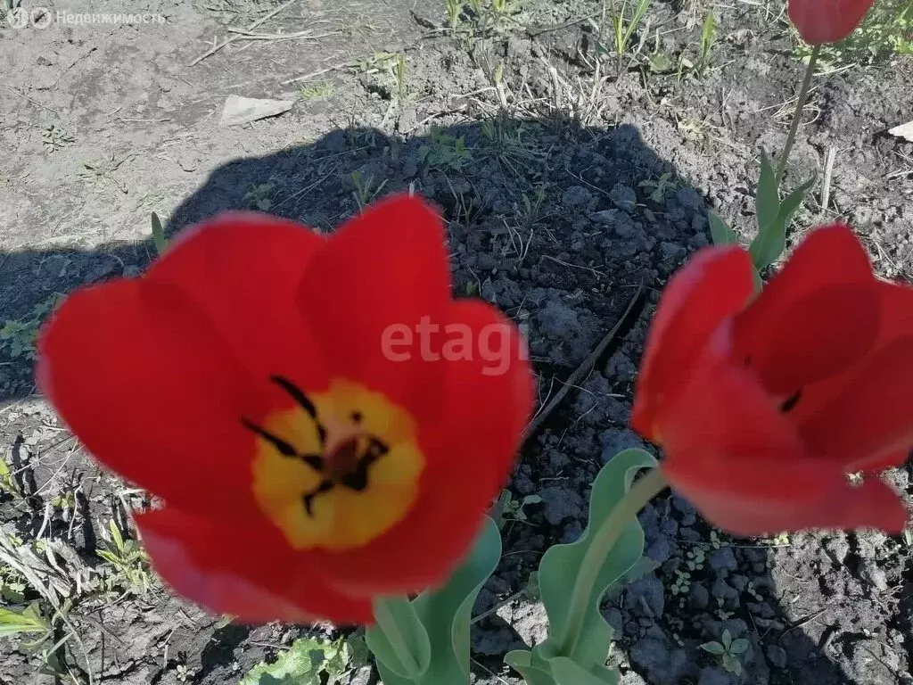 Дом в Томский район, садовое товарищество Сибирский Садовод (18.5 м) - Фото 0