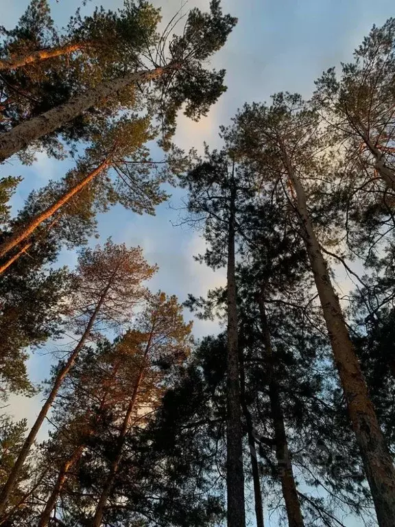Участок в Московская область, Звенигород Одинцовский городской округ, ... - Фото 1