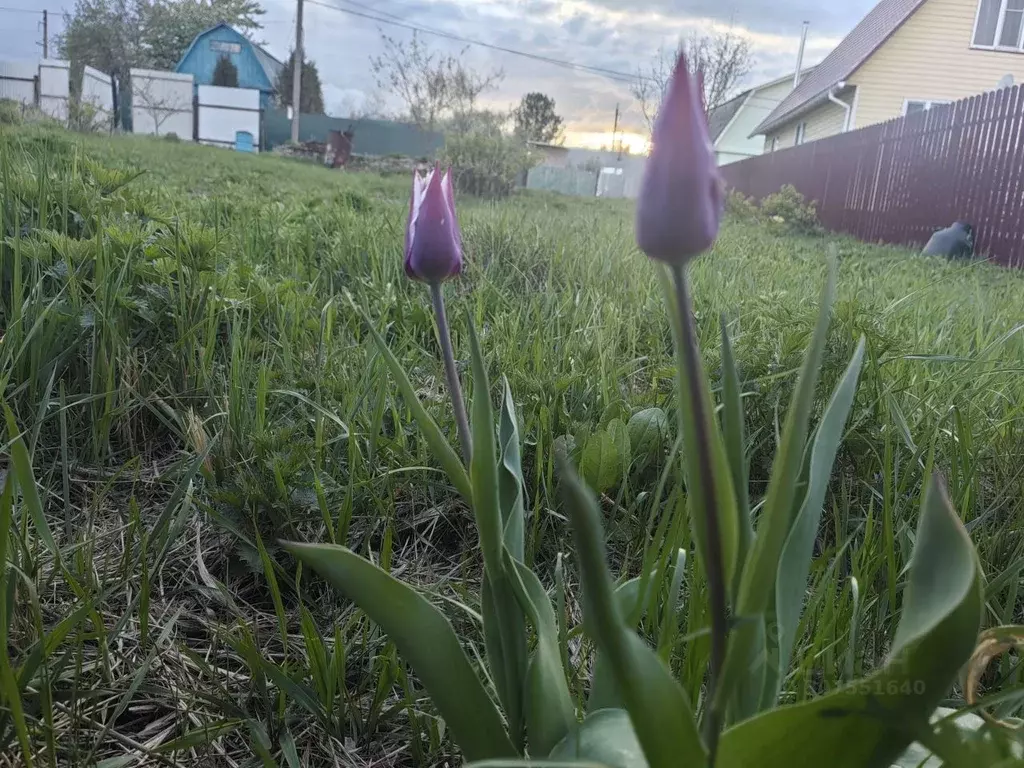 Участок в Калужская область, Таруса Спутник СНТ,  (5.7 сот.) - Фото 2