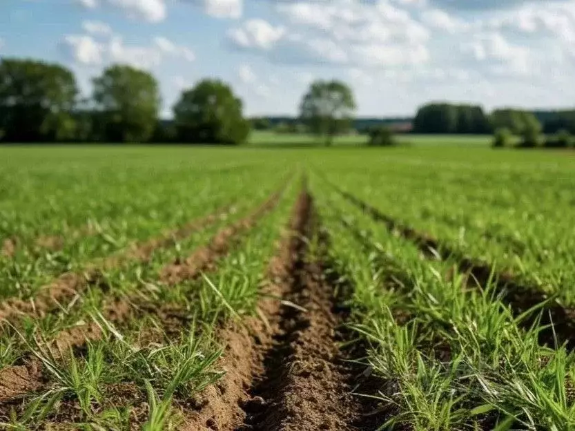 Участок в Ростовская область, Багаевское с/пос, пос. Задонский ул. ... - Фото 2