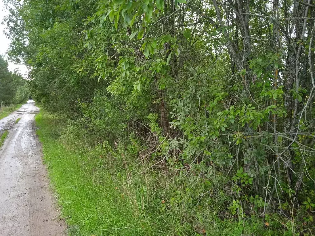 Участок в Новгородская область, Новгородский район, Бронницкое с/пос, ... - Фото 1