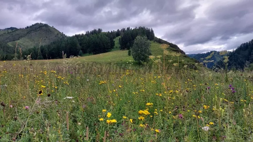 Участок в Алтай, Чемальский район, с. Уожан Заречная ул. (3.1 га.) - Фото 1