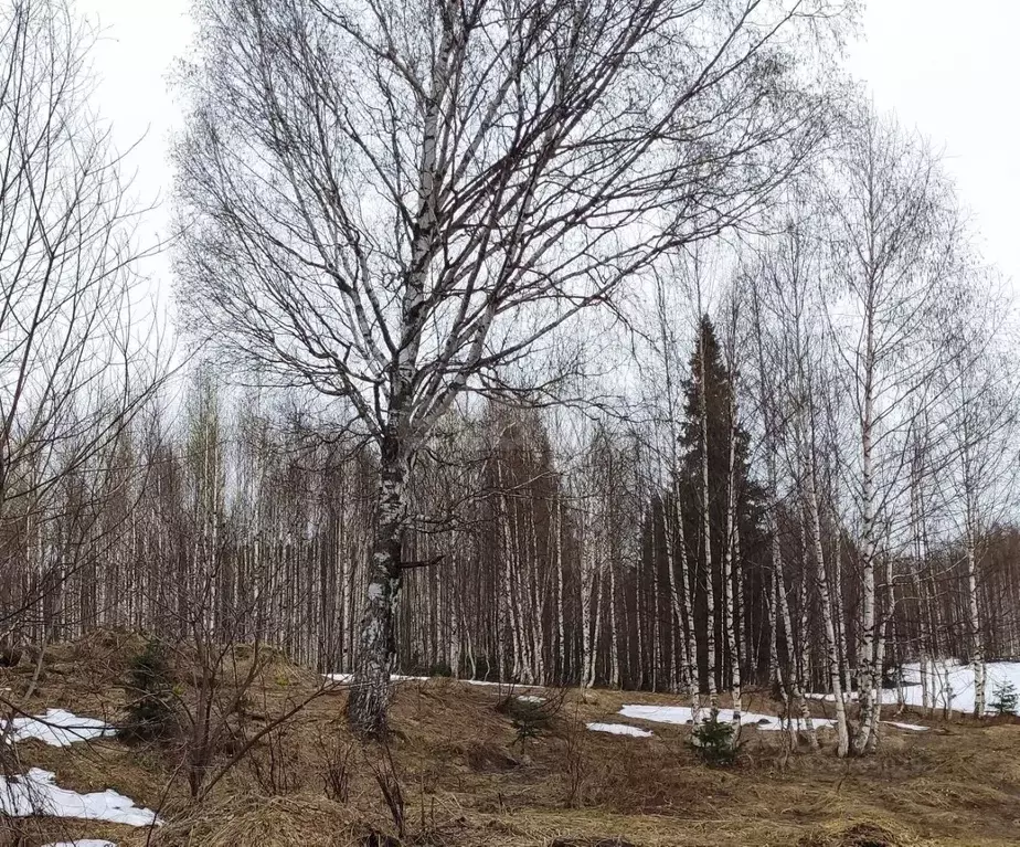 Участок в Кемеровская область, Таштагол ул. Любови Шевцовой (15.0 ... - Фото 2