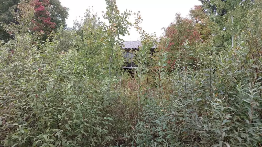 Участок в Ленинградская область, Волховский район, Кисельнинское ... - Фото 1