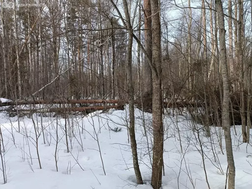 Участок в Приозерский район, Ларионовское сельское поселение, посёлок ... - Фото 0