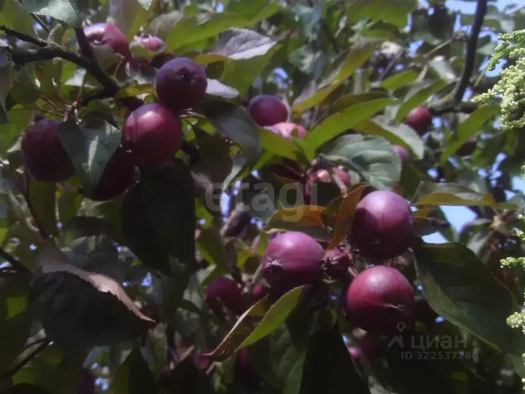 Дом в Псковская область, Пушкиногорье городское поселение, д. Гарино ... - Фото 1