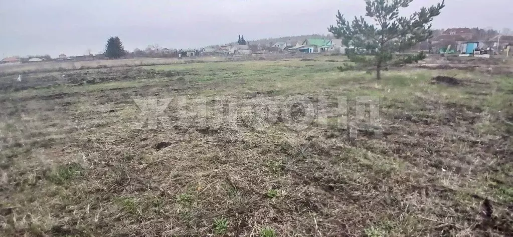 Участок в Воронежская область, Рамонский район, Новоживотинновское ... - Фото 1