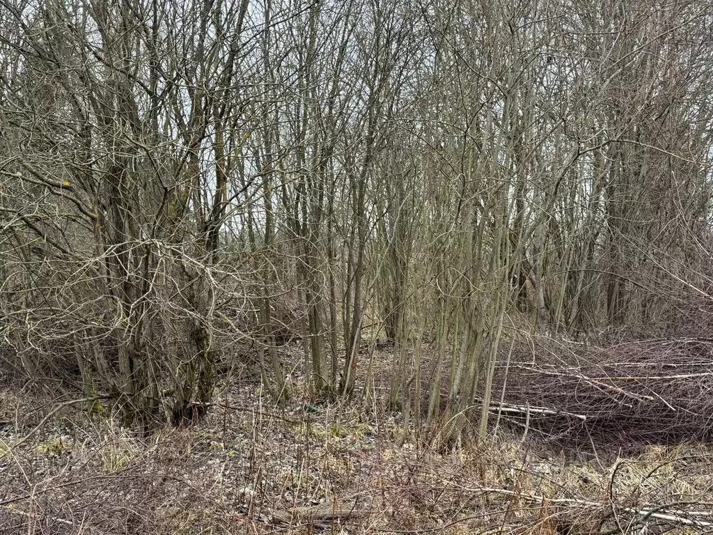 Участок в Московская область, Богородский городской округ, д. Ново  ... - Фото 2