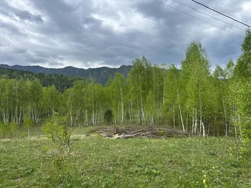 Участок в Алтай, Чемальский район, с. Чемал ул. Сосновая, 29 (9.73 ... - Фото 1
