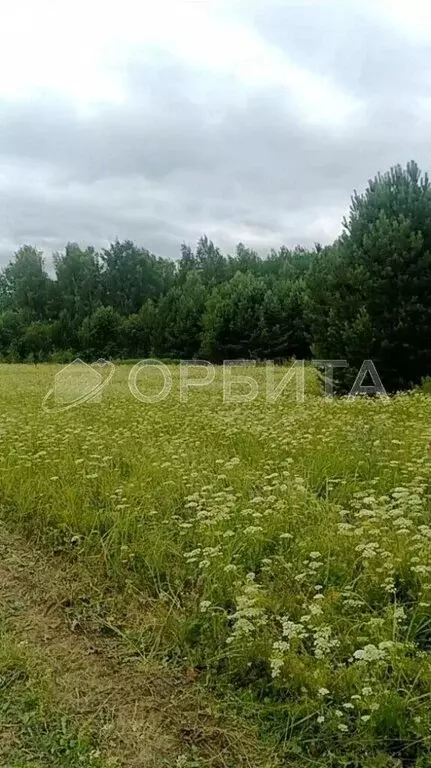 Участок в Нижнетавдинский район, село Андрюшино (20 м) - Фото 1