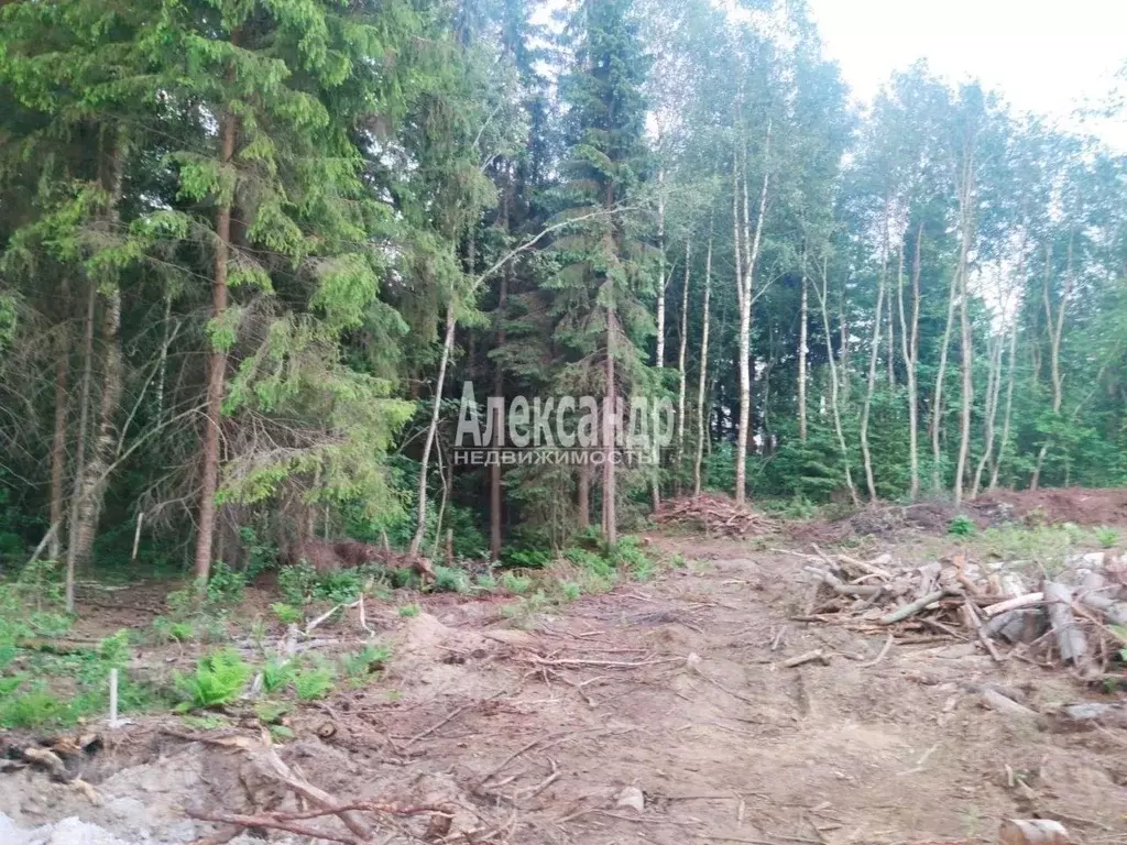 Участок в Ленинградская область, Всеволожский район, Агалатовское ... - Фото 1