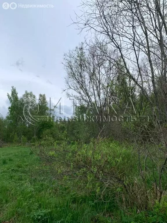 Участок в Кисельнинское сельское поселение, деревня Пески (500 м) - Фото 2