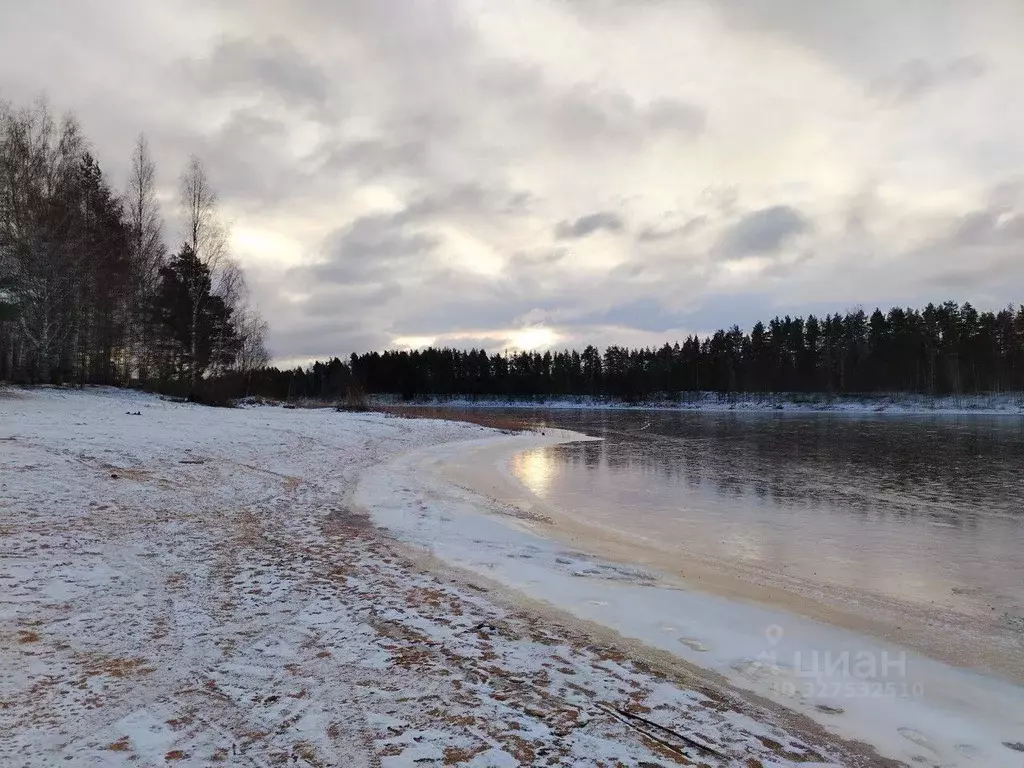 Участок в Ленинградская область, Приозерский район, Ромашкинское ... - Фото 1