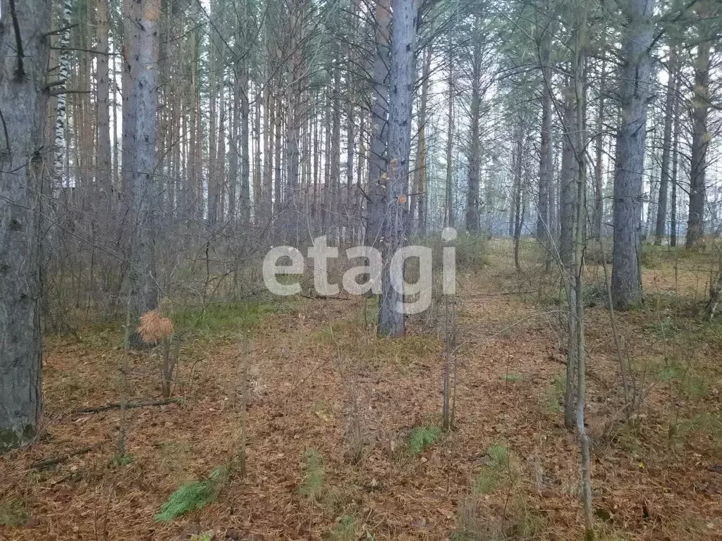 Участок в Красноярский край, Красноярск Овинный СНТ, 426 (15.0 сот.) - Фото 1