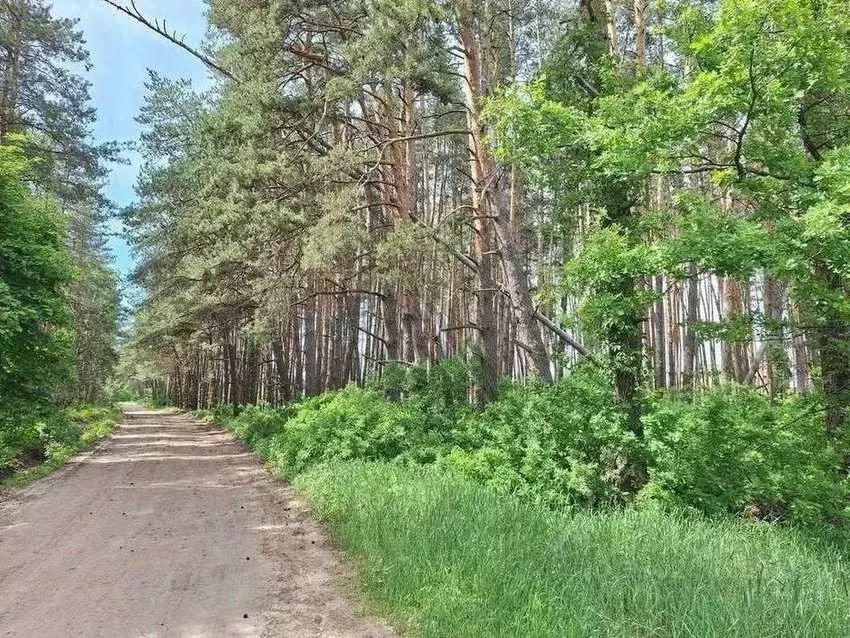 Участок в Воронежская область, Рамонский район, с. Ямное ул. Холмистая ... - Фото 1