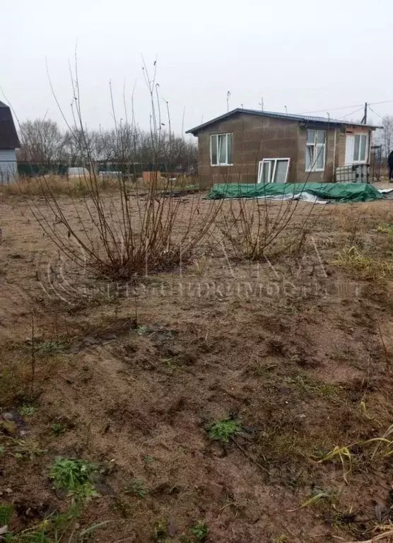 Участок в Ленинградская область, Кингисеппский район, Большелуцкое ... - Фото 1