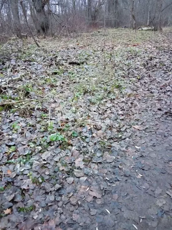 Участок в Ленинградская область, Ломоносовский район, Аннинское ... - Фото 1