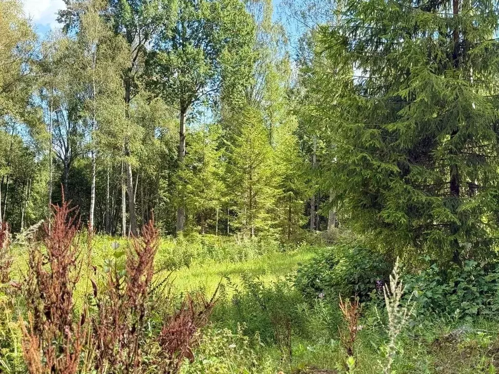 Участок в Ленинградская область, Всеволожский район, Куйвозовское ... - Фото 2