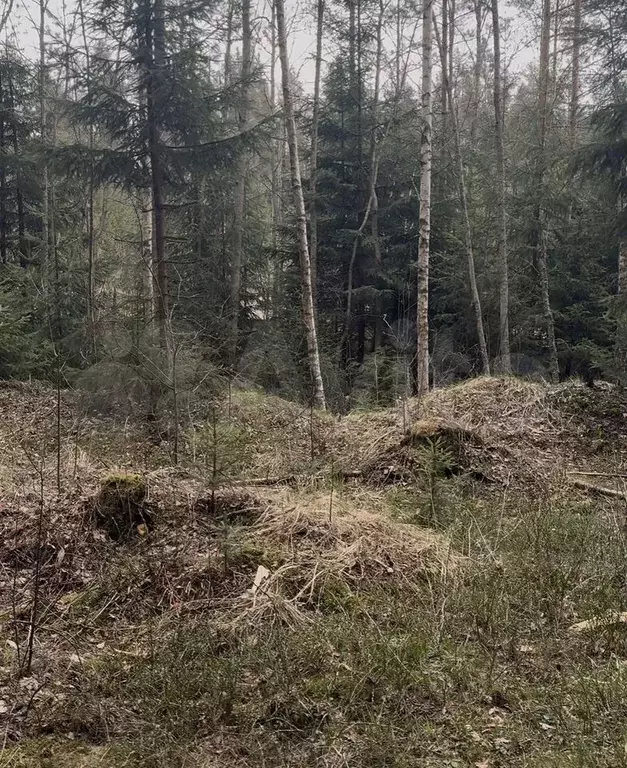Участок 19,9 сот. (ИЖС) - Фото 1