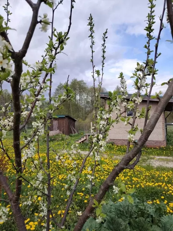 Дом в Псковская область, Гдов городское поселение, д. Лаптовицы  (32 ... - Фото 2