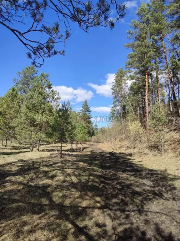 Участок в Алтай, Чемальский район, Узнезинское с/пос, с. Узнезя  (10.0 ... - Фото 2