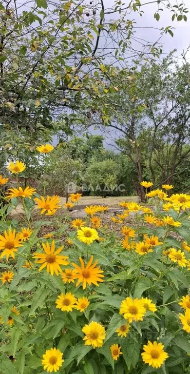 Участок в Калининградская область, Светловский городской округ, пос. ... - Фото 0