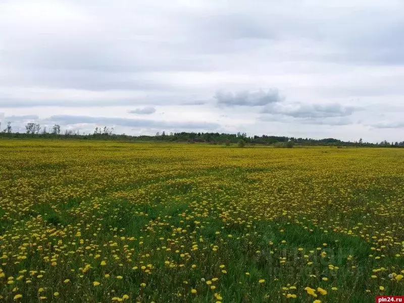Участок в Саратовская область, Энгельсский район, Новопушкинское ... - Фото 0