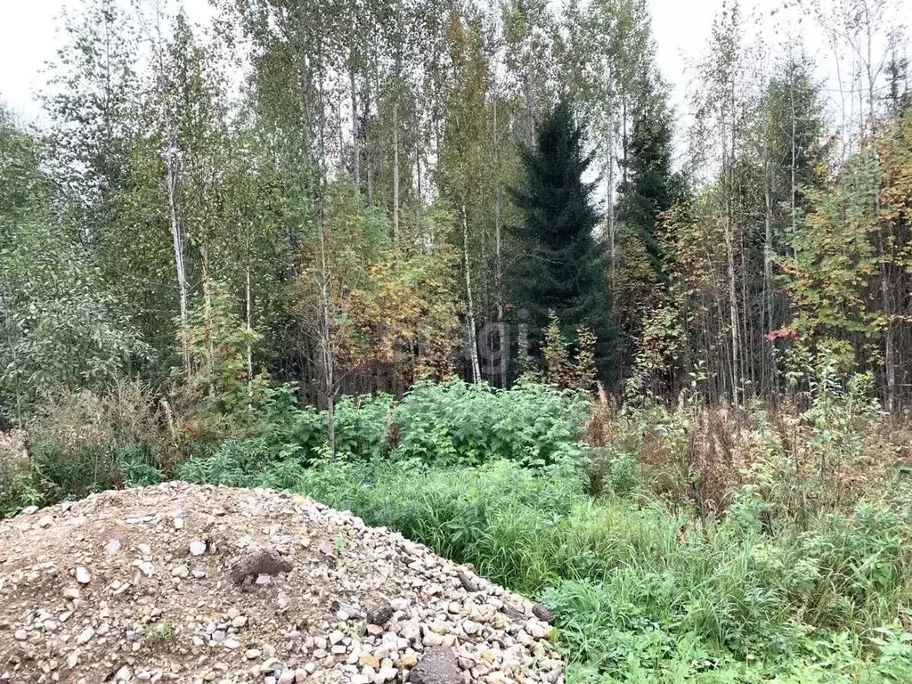 Участок в Коми, Сыктывдинский район, с. Выльгорт, Важъелью мест.  ... - Фото 2