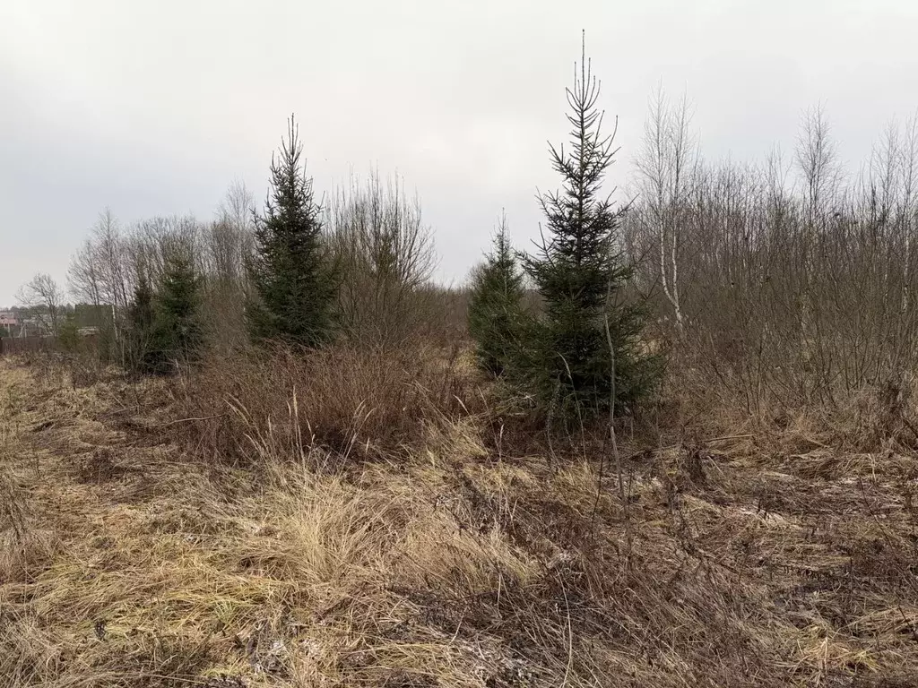 Участок в Владимирская область, Александровский муниципальный округ, ... - Фото 1