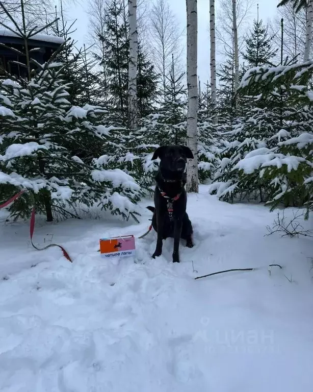 Дом в Московская область, Ступино городской округ, Шелково Форест кп  ... - Фото 2