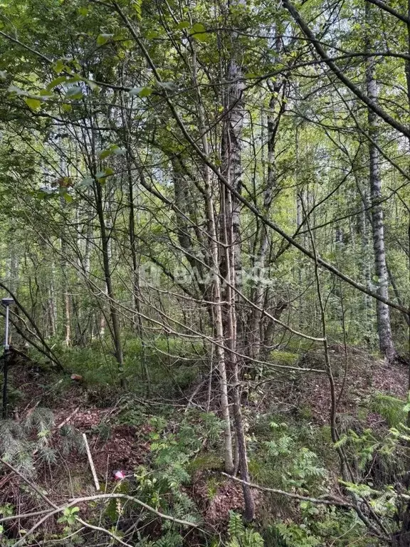 Участок в Ленинградская область, Выборгский район, Полянское с/пос, ... - Фото 2