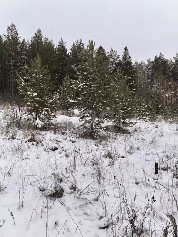 Участок в Пермский край, Пермский муниципальный округ, 3250001-1 кв-л ... - Фото 1