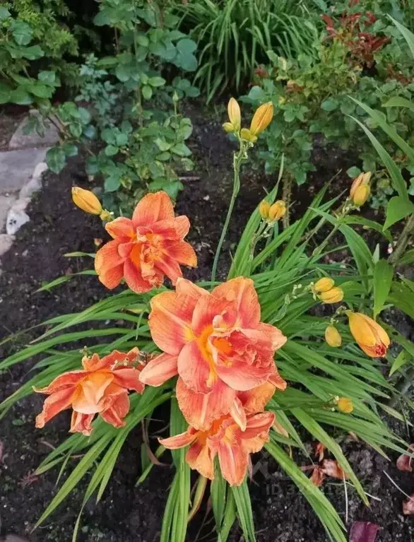 Дом в Московская область, Солнечногорск городской округ, с. Алабушево  ... - Фото 2