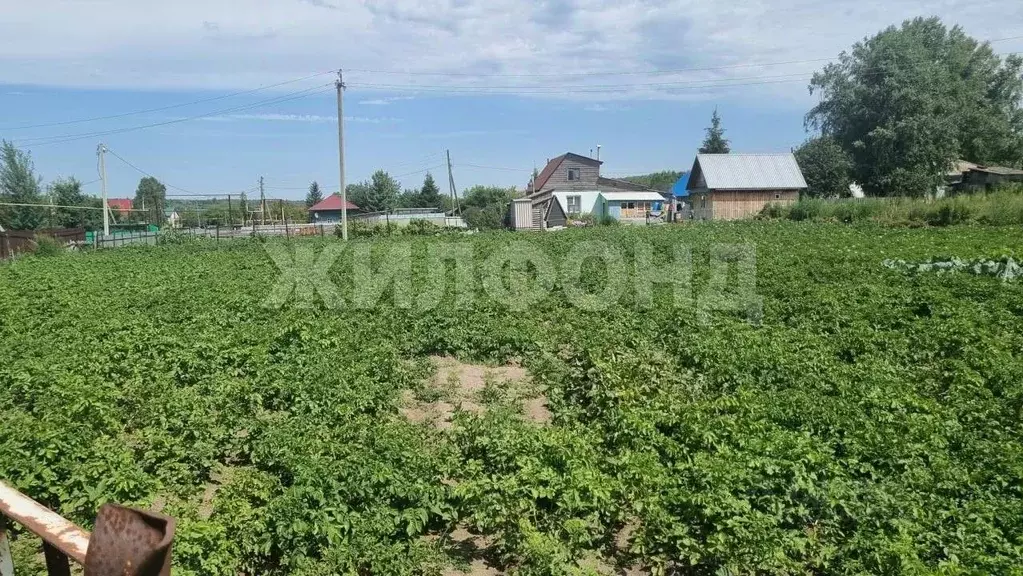 Участок в Новосибирская область, Тогучинский район, Репьевский ... - Фото 1
