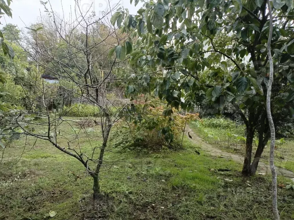 Участок в Краснодарский край, Сочи городской округ, с. Варваровка пер. ... - Фото 2