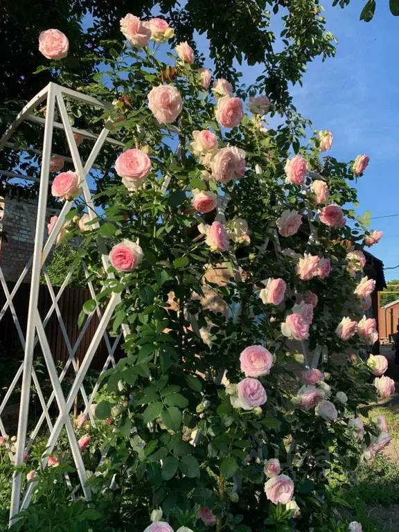 Комната Рязанская область, Рязань проезд Машиностроителей, 7 (12.0 м) - Фото 1