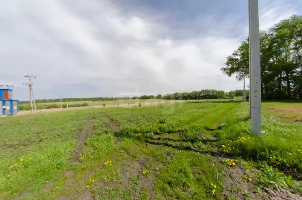 Участок в Курганская область, Шадринский муниципальный округ, с. Ключи ... - Фото 2