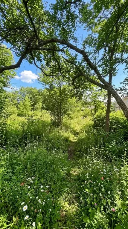 Участок в Приморский край, Артемовский городской округ, с. Кневичи ул. ... - Фото 1