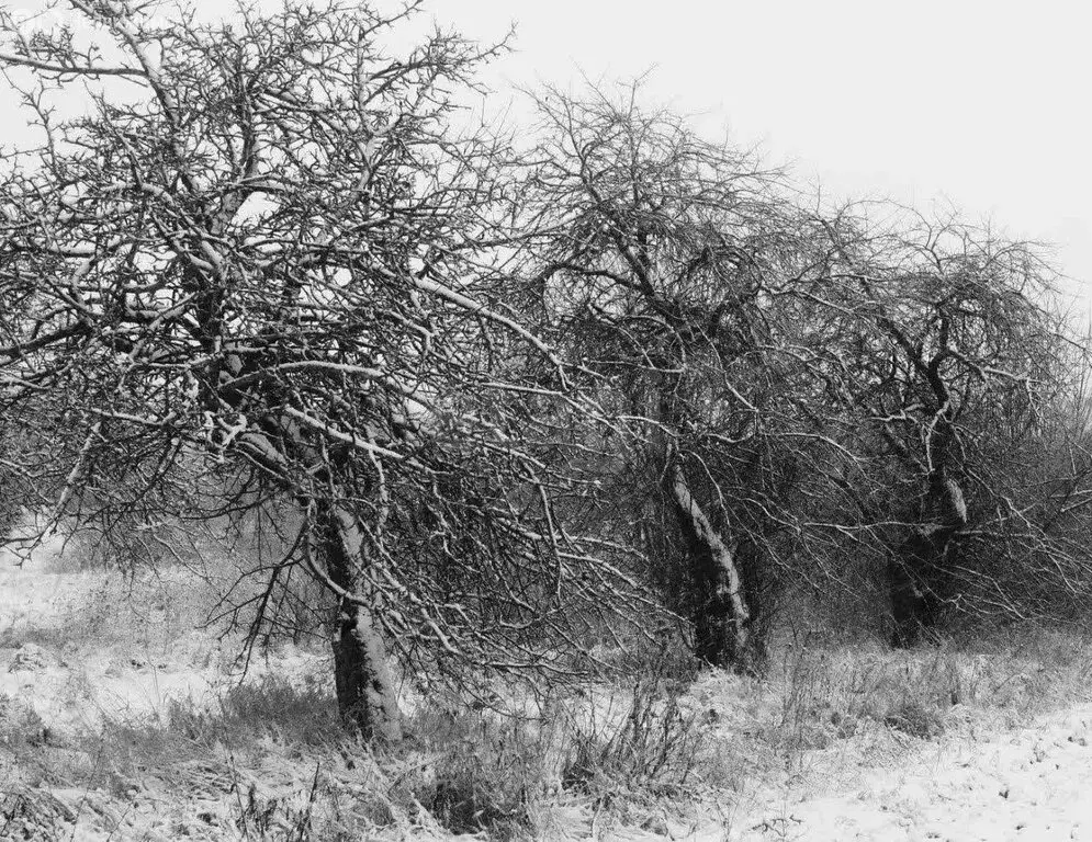 Дом в Брянск, садоводческое объединение Родина (10 м) - Фото 0