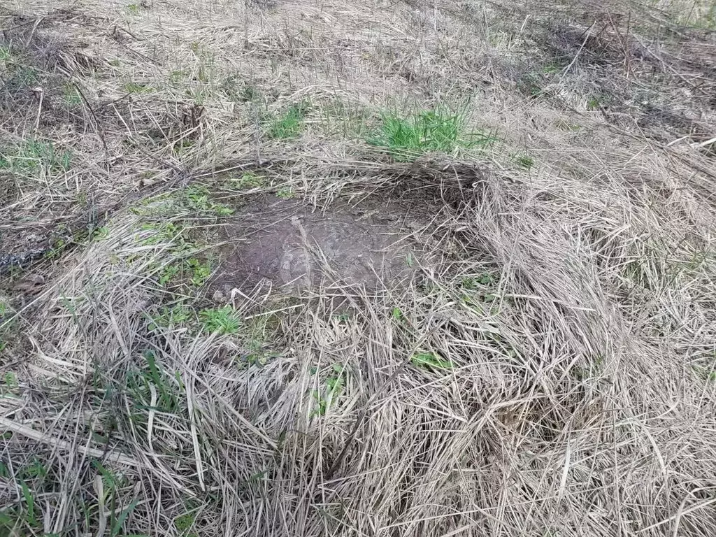 Участок в Московская область, Солнечногорск городской округ, Сергеевка ... - Фото 1