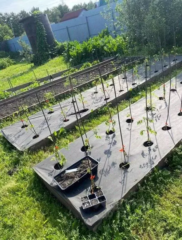 Участок в Омская область, Омск СНТ Любитель-3 ТСН,  (5.8 сот.) - Фото 1