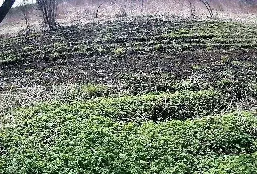 Участок в Ленинградская область, Кингисеппский район, Большелуцкое ... - Фото 2